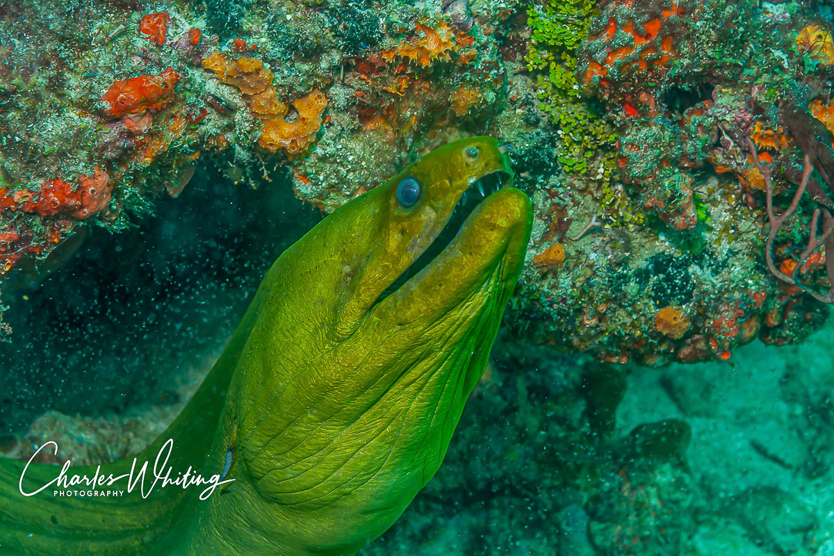 A large Green Moray Eel looks out from under the reef ledge