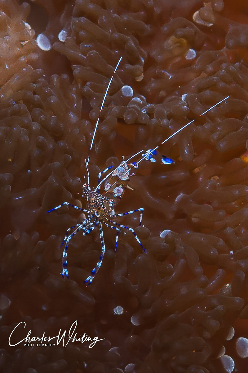 A Harlequin Shrimp on soft Tongue Coral