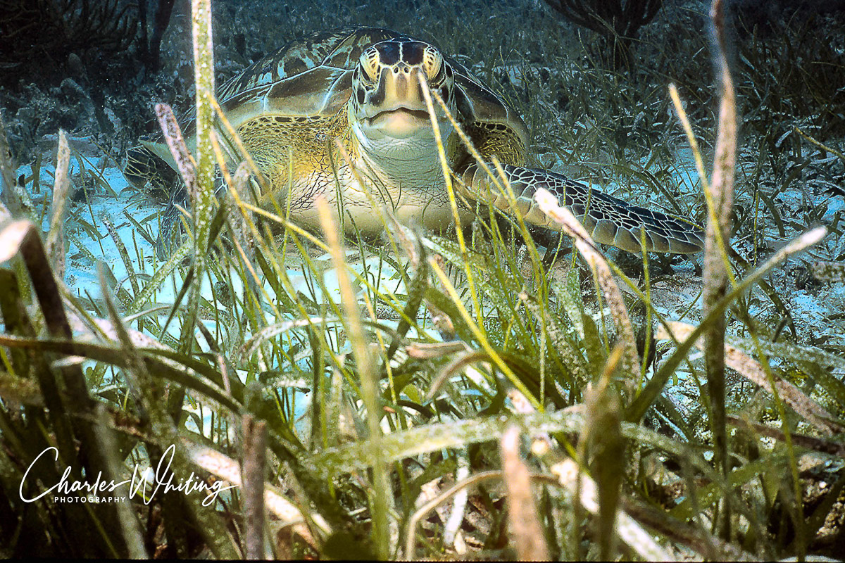A Hawks Bill turtle browses on vegetation growing on the sea floor