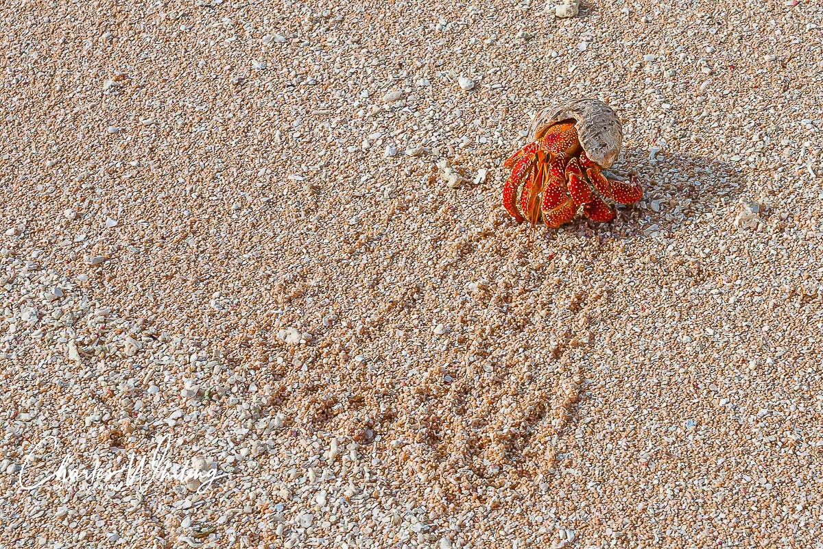 One of the many hermit crabs that call Bikirose Beach at Bikini Atoll home