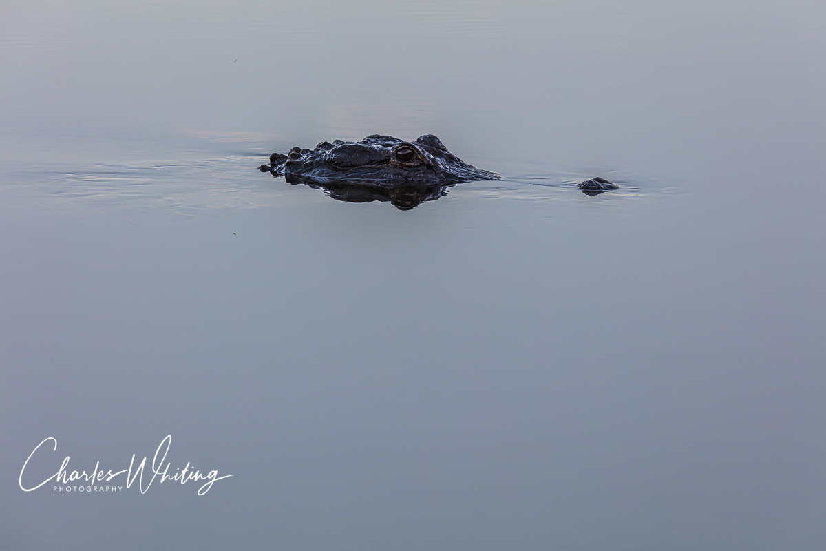 American Alligator at Myakka River, Sarasota, Florida