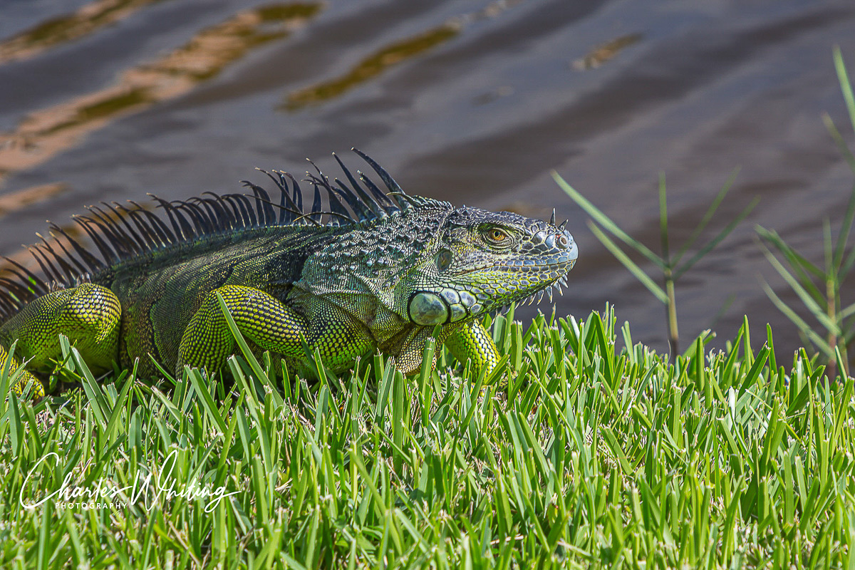 A large Green Iguana climbs out of the pond to sun and feed on the bank