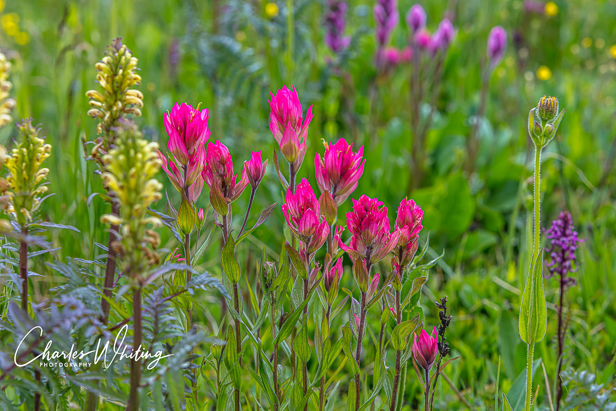 Indian Paintbrush Flowers from Shrine Pass, Colorado.  August 2019