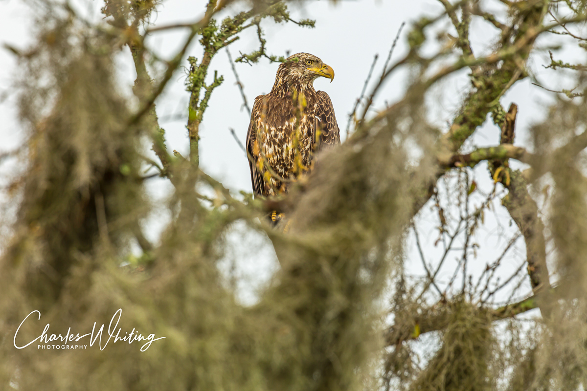 A juvenile American Bald Eagle perches in the top of an Oak tree covered with Spanish moss. Myakka River, Sarasota, Florida