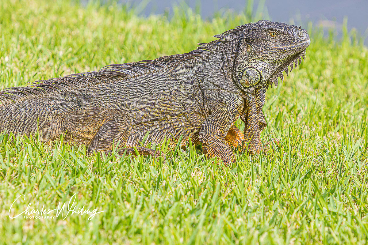 A large Green Iguana poses for a portrait. Over the course of a week it grew very comfortable with me and my camera