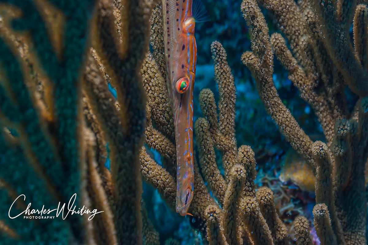 A Trumpetfish hides among Gorgonian Sea Rod Coral branches