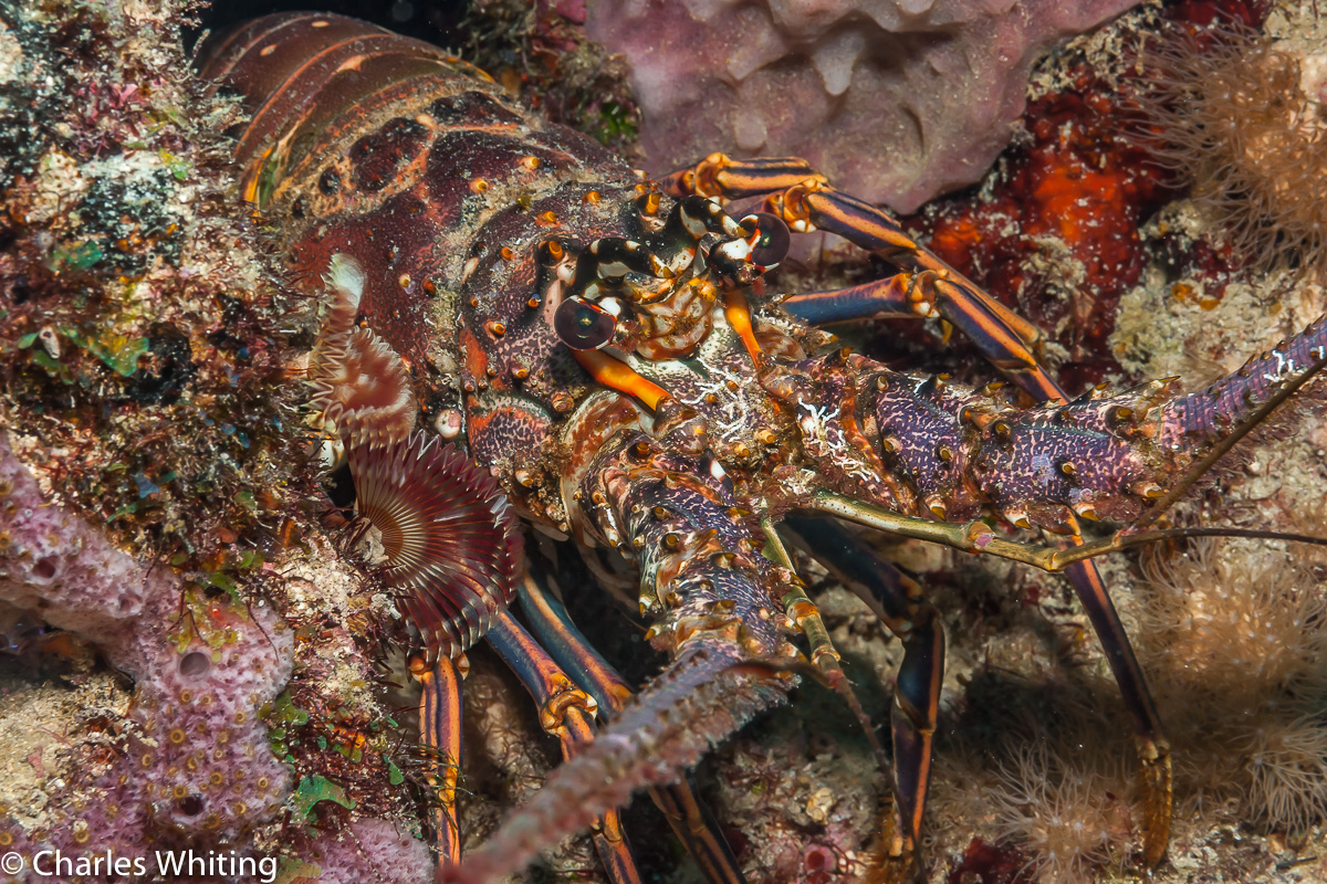 Atlantic Lobster Charles Whiting Photography