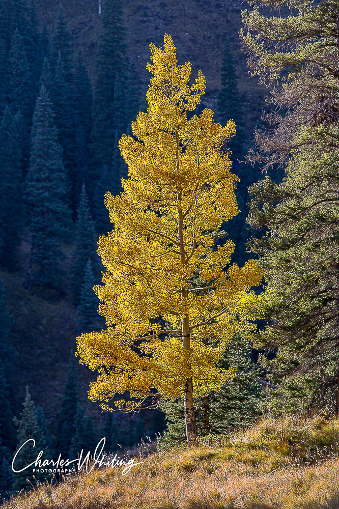 Aspens propagate by sending up sprouts from roots. Seeing one that is not surrounded by other Aspens is a rare sight. Lizard...