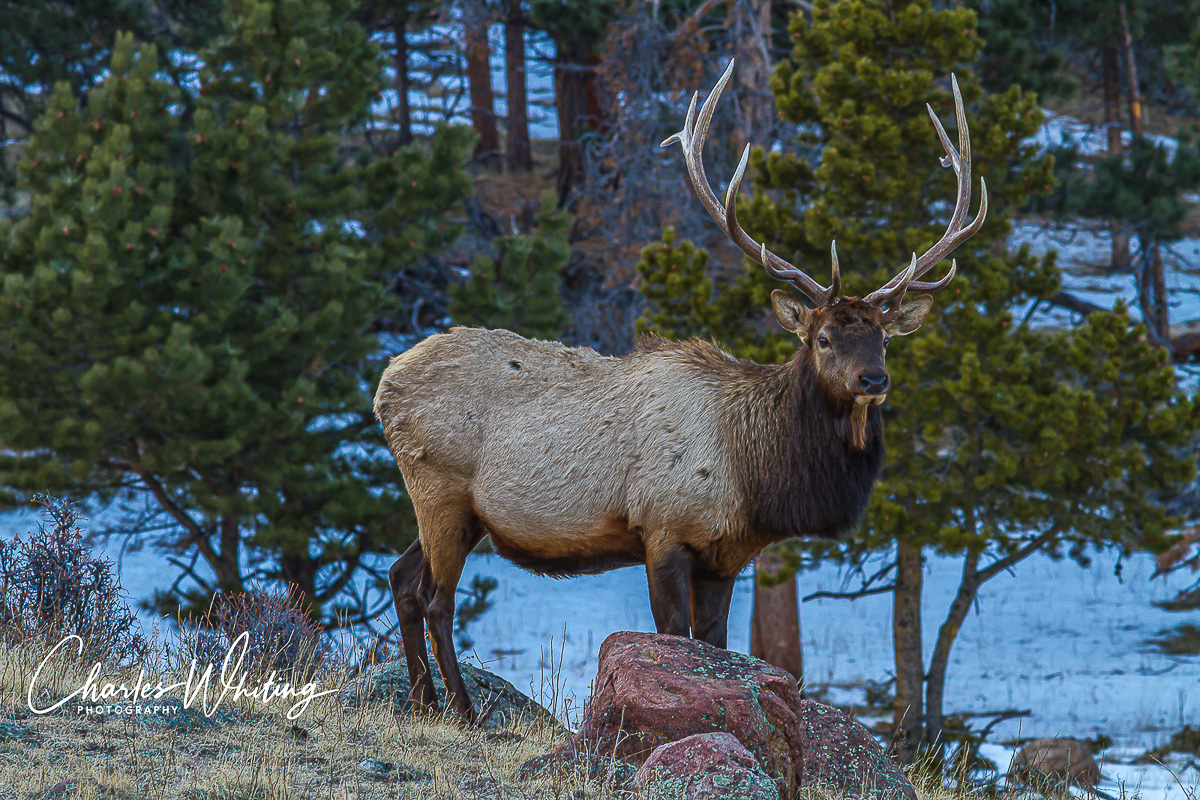 This Bull Elk is master of the herd. While the other elk grazed, or played, he was attentive, standing guard