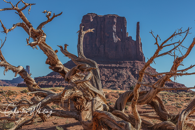 Mitten Butte framed by and ancient Juniper tree