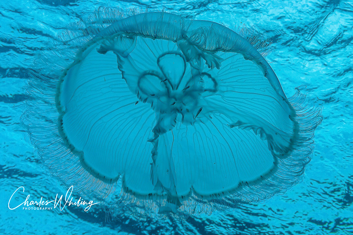 A large moon jellyfish with fine tentacles drifts in the current near the ocean surface