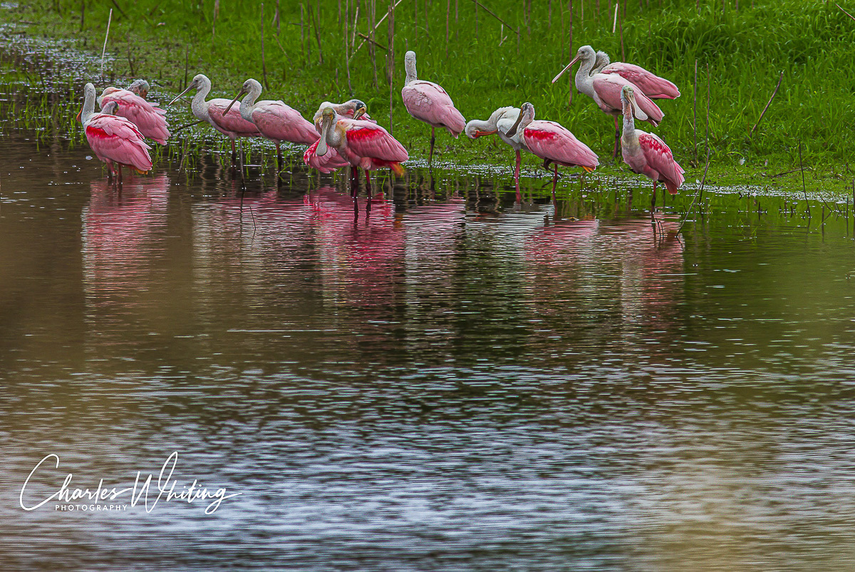 Spoonbills preening on the banks of the Myakka River