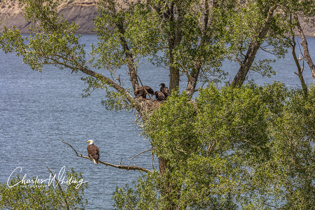 Three young hatchlings share a nest at Green Mountain Reservoir in Summit County, Colorado