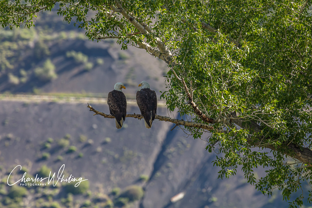 A nesting pair of American Bald Eagles perch on a branch close to their nest&nbsp;at Green Mountain Reservoir in Summit County...