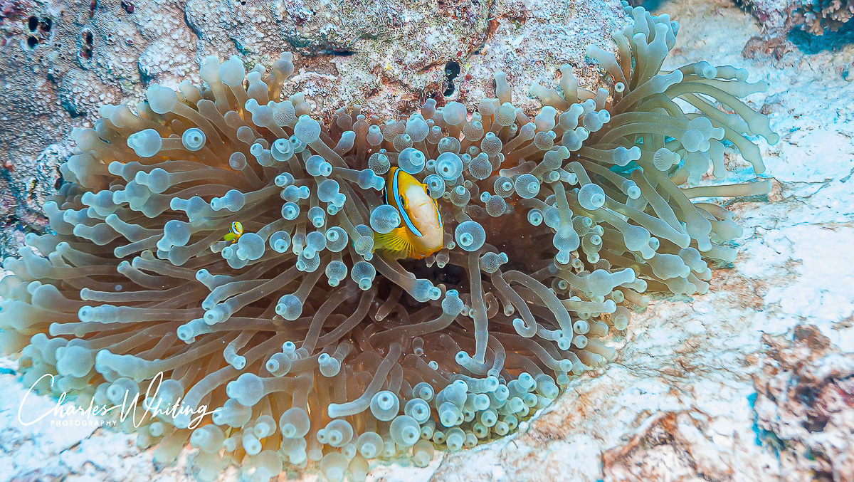 A pair of Orange-Finned Anemonefish seek protection within the tentacles of a Giant Anemone