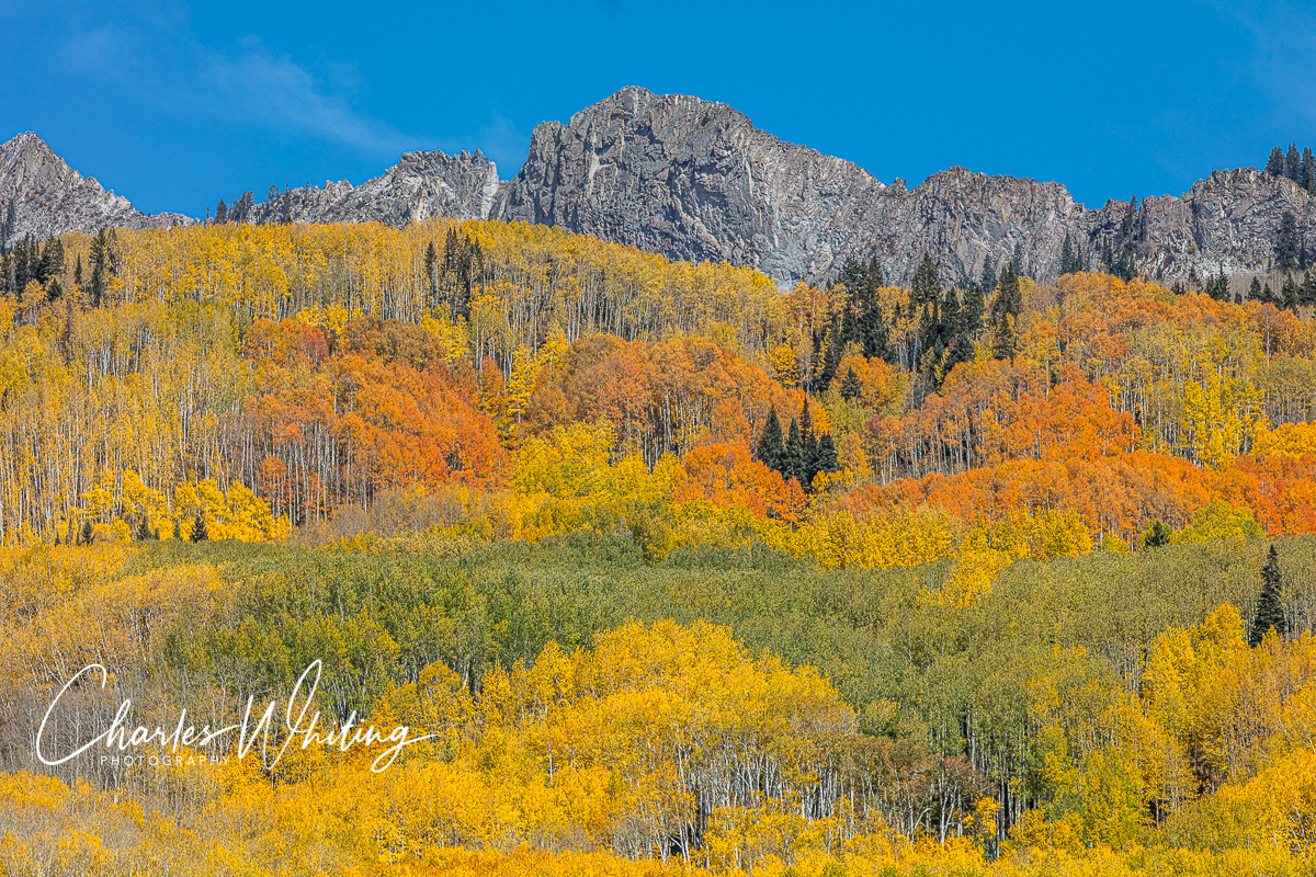 Orange, green, and yellow Aspens on the Ruby Range