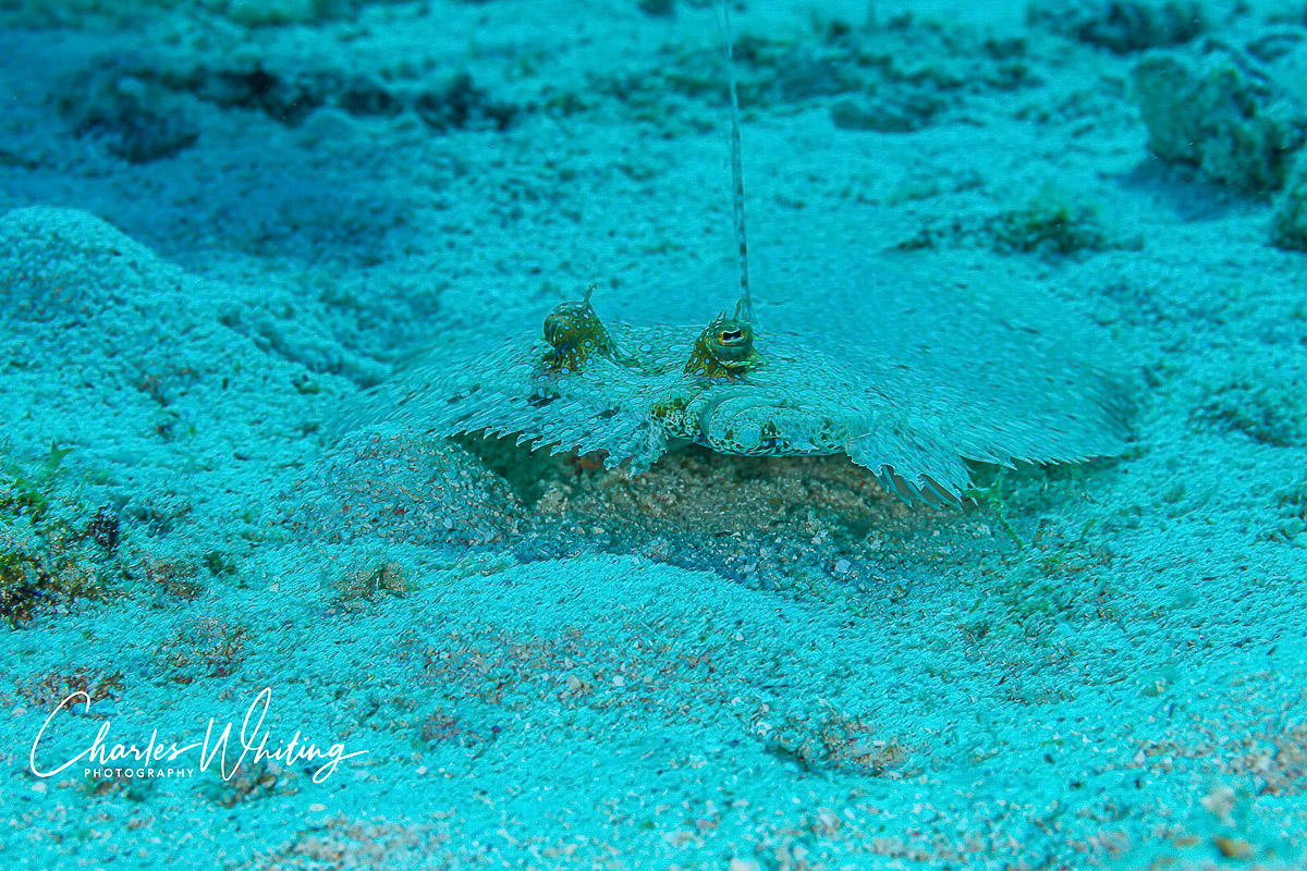 A Peacock Flounder keeps an eye on me as I take its portrait