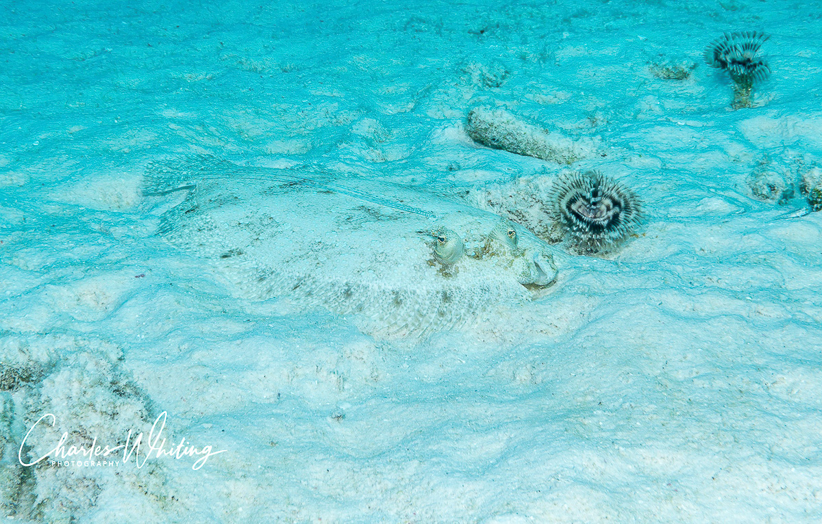A Peacock Flounder lies on the ocean floor with near-perfect camouflage