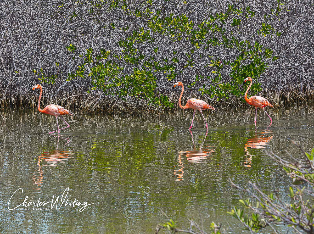 Pink Flamingos wade in an estuary in Bonaire