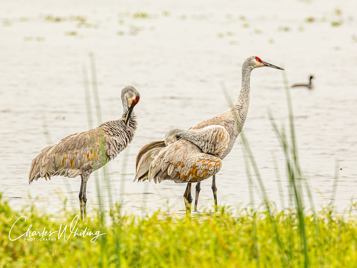 Sandhill Cranes preen and forage in the Myakka River wetlands