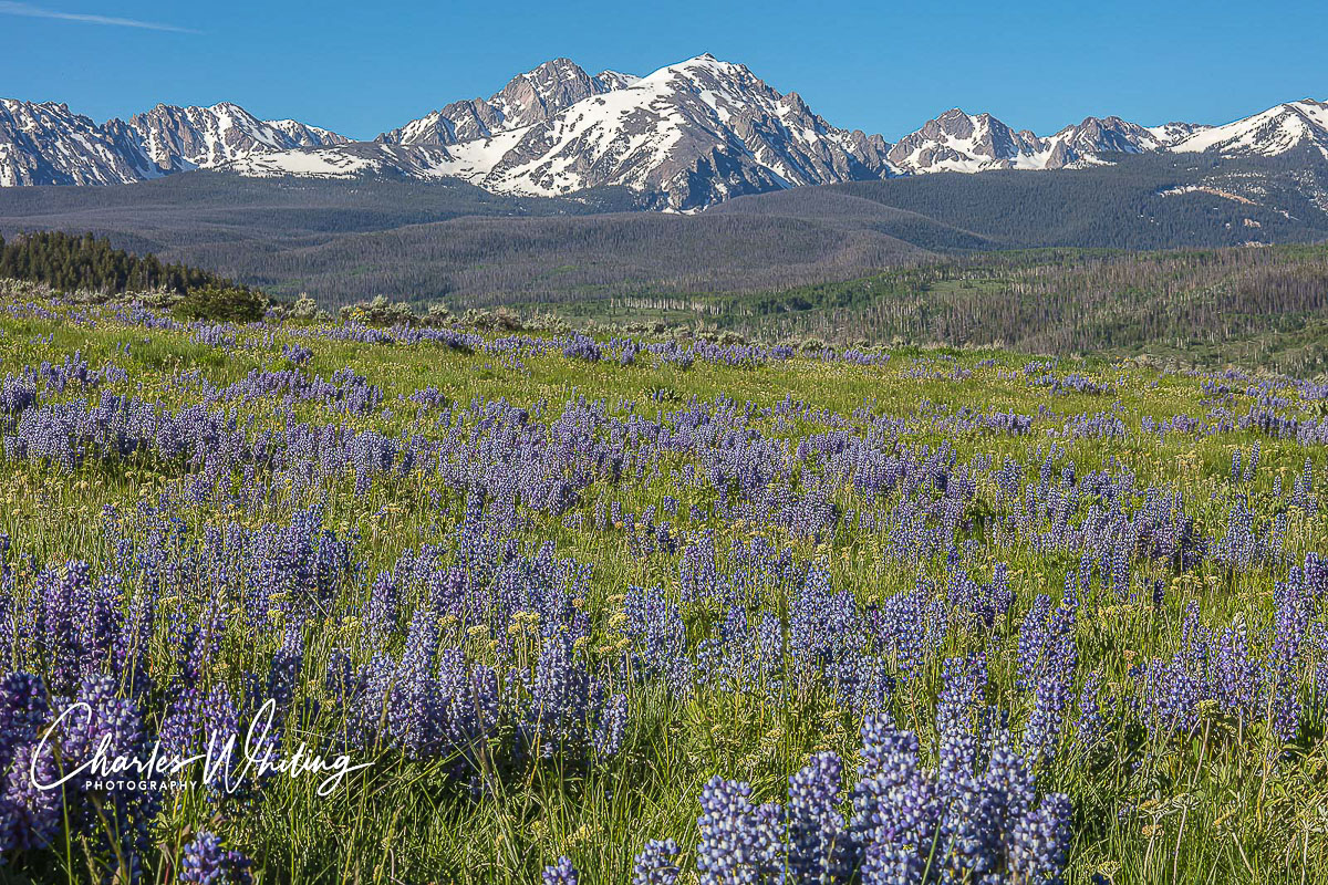 Purple Lupine in a meadow overlooking the Gore Range in Summit County, Colorado