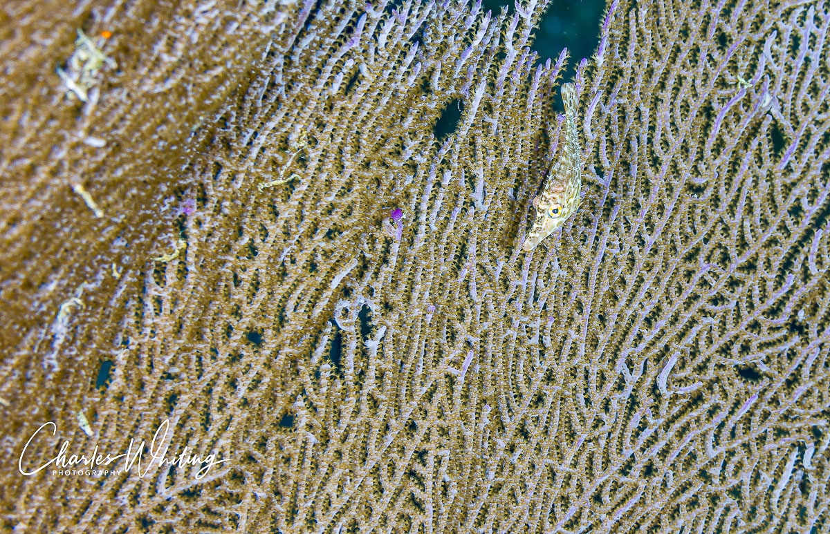 A Pygmy Filefish is well camouflaged on Gorgonian Fan Coral frond