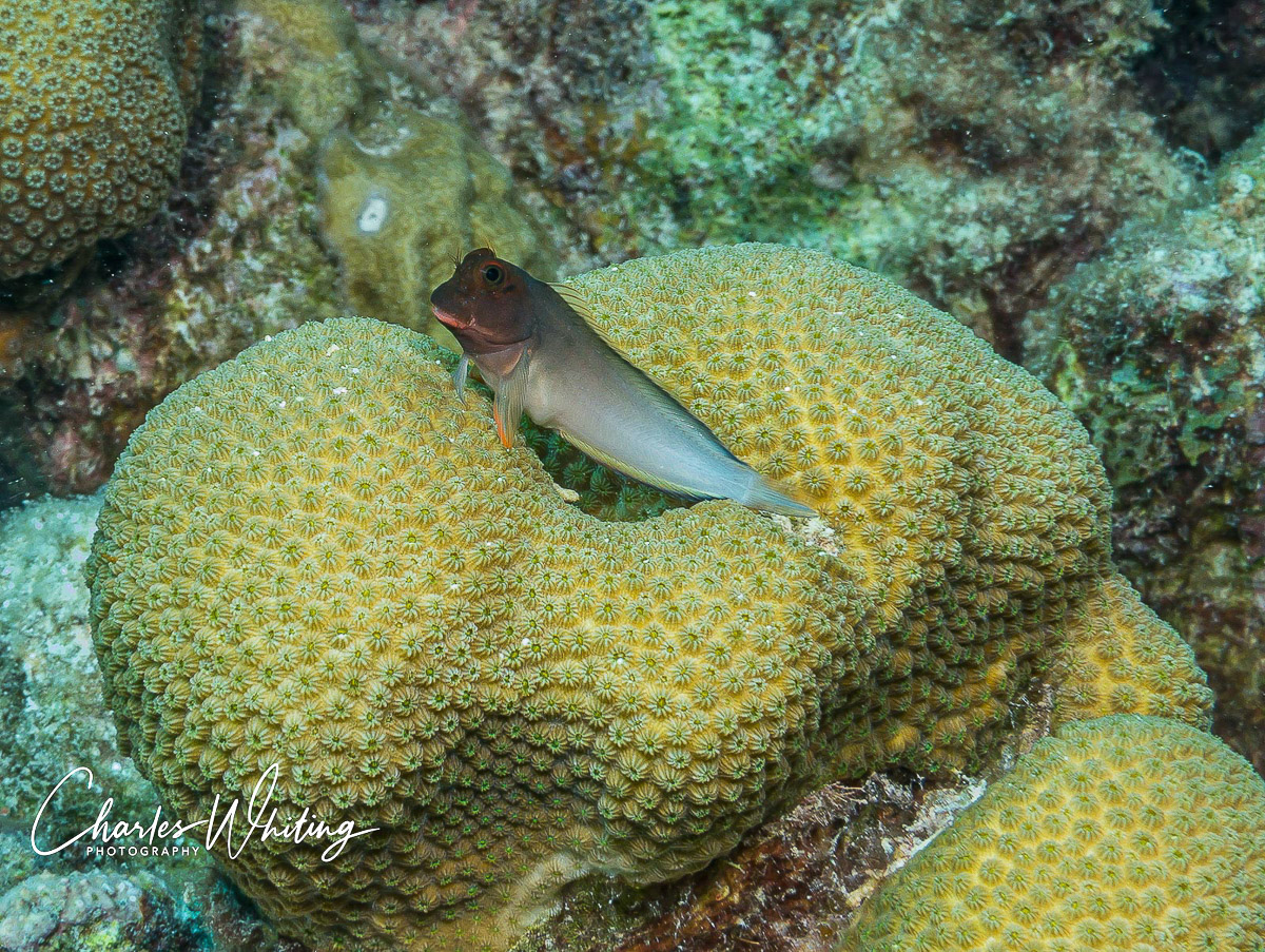 A Redlip Blenny poses on a coral head