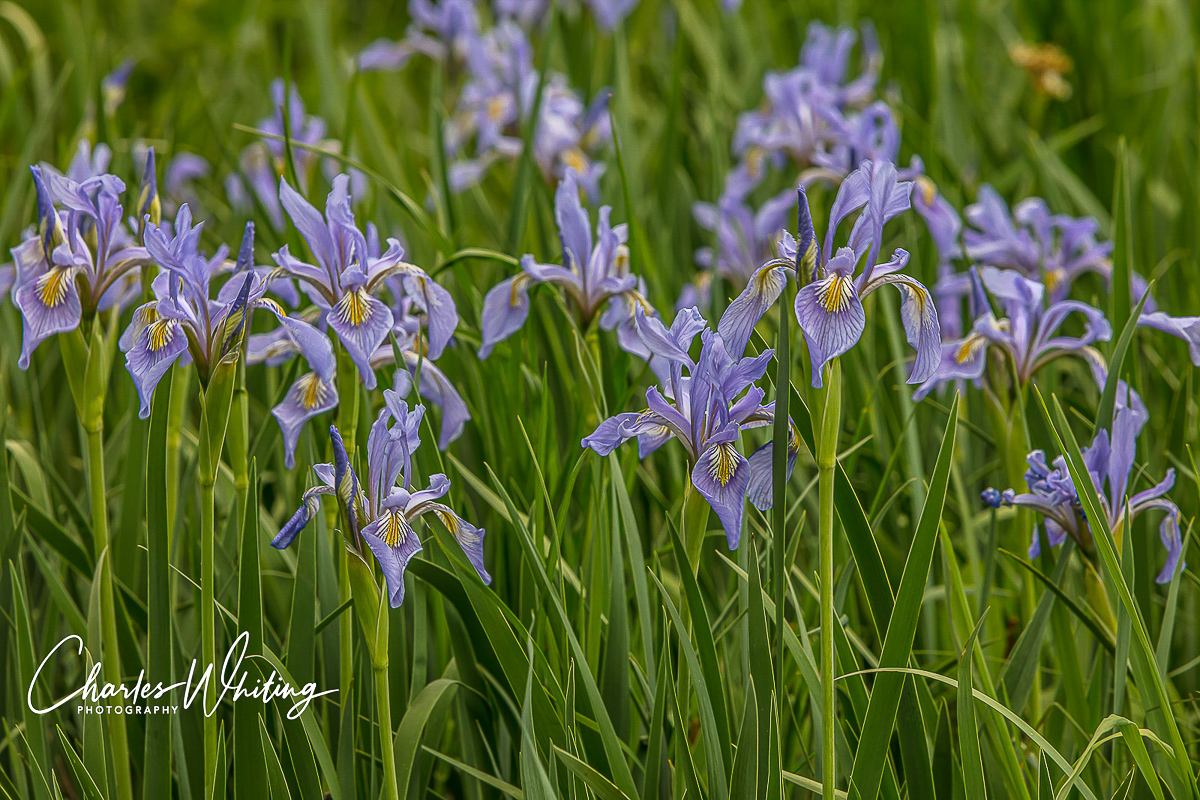 Rocky Mountain Iris at Lower Cataract Lake, Summit County, Colorado