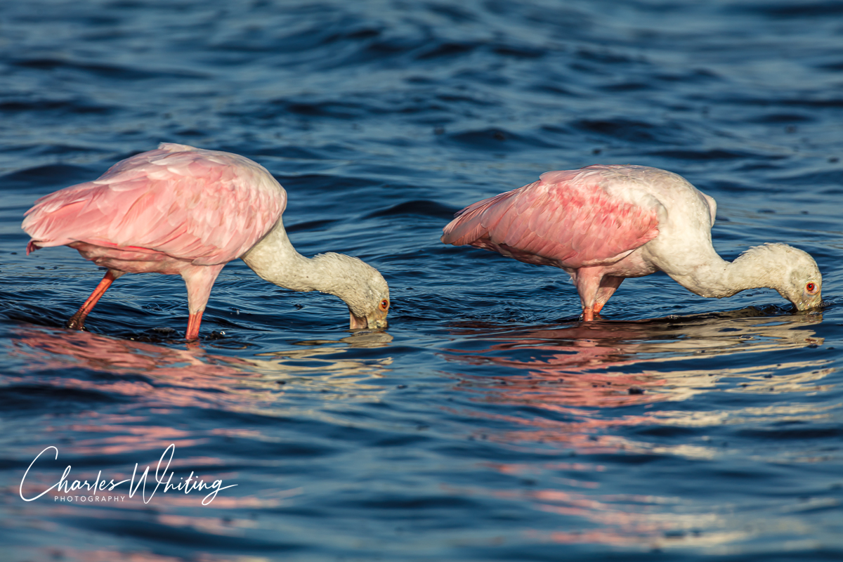 Roseate Spoonbills feeding at Myakka River