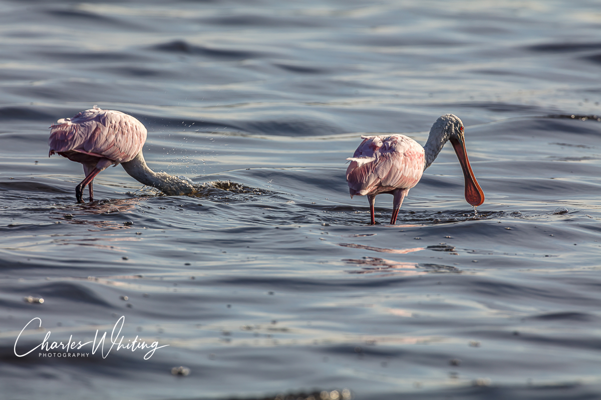 Roseate Spoonbills feeding at Myakka River