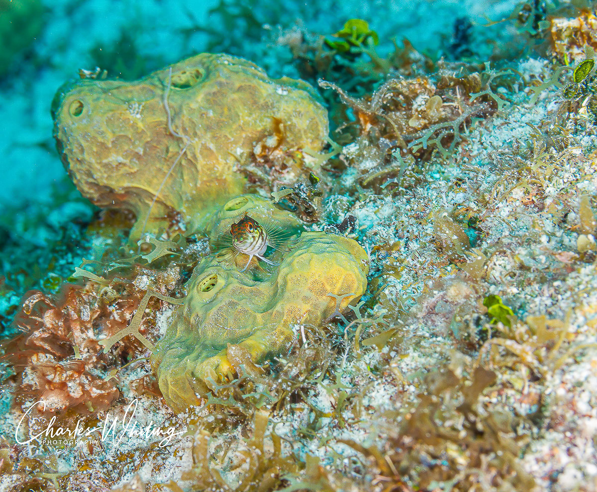 A Saddled Blenny poses on a Yellow Encrusting Tunicate