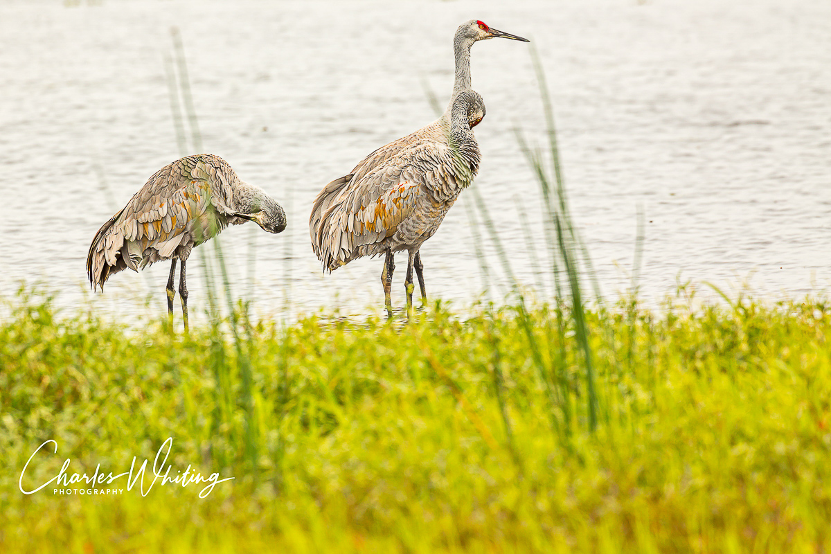 Sandhill Cranes preen and forage in the Myakka River wetlands