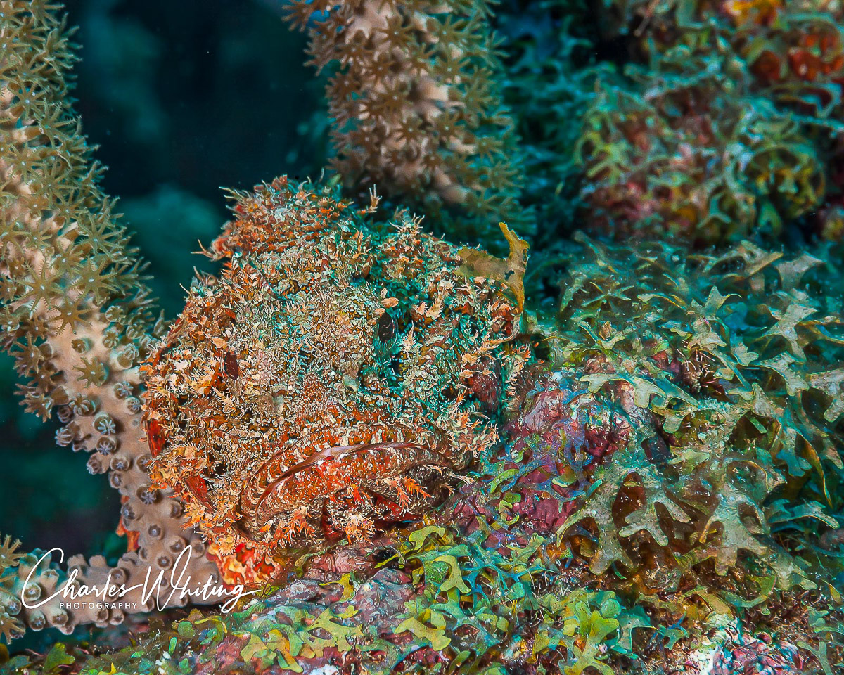 A juvenile Spotted Scorpionfish has perfect camouflage to hide from potential prey