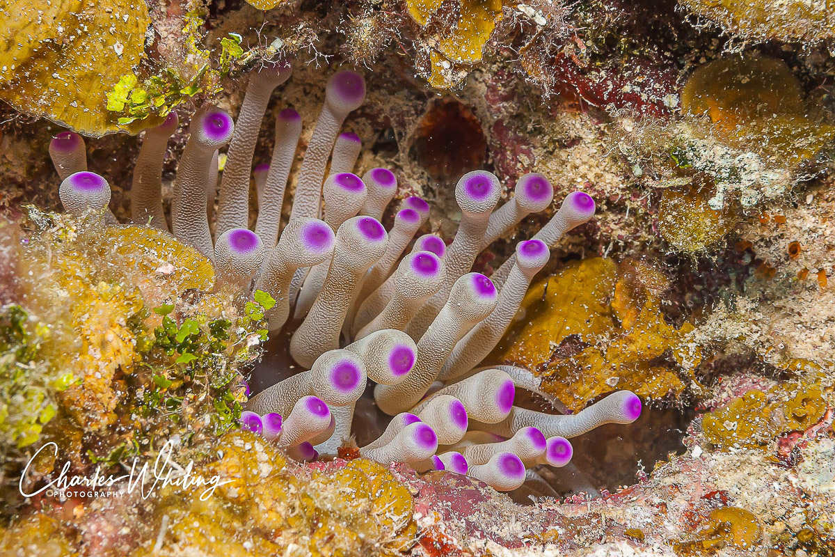 A Purple Tipped Sea Anemone peeks out from the coral head
