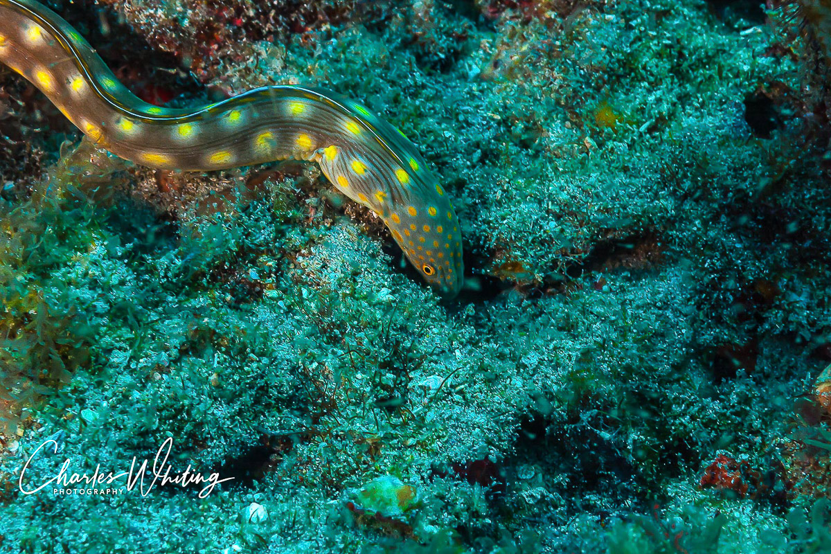 A sharptail snake eel forages on the reef