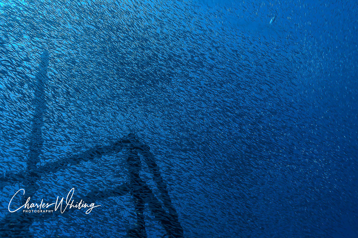 Thousands of silversides schooling on the USS Spiegel Grove wreck