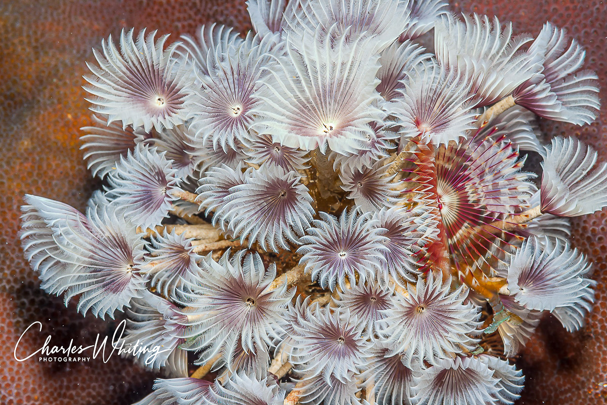 Social Feather Duster Worms filter nutrients carried by the ocean currents