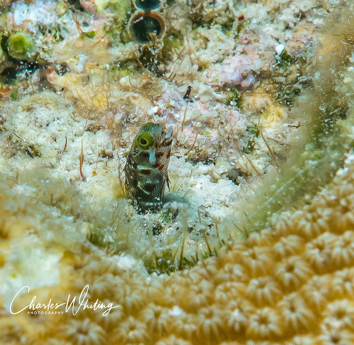 A Spinyhead Blenny peeks out from a coral head