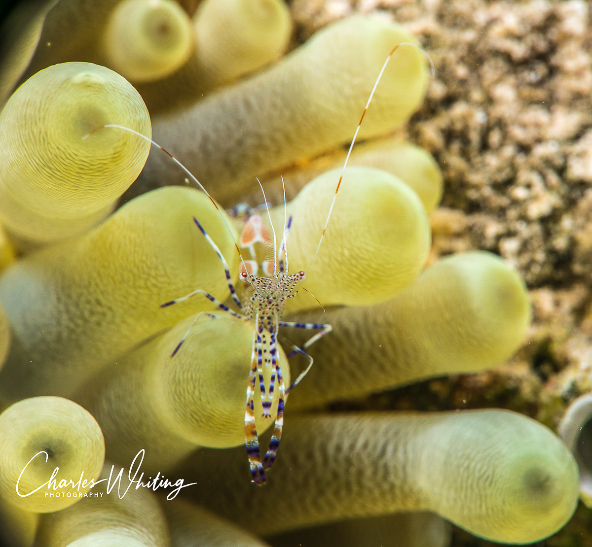 A Spotted Cleaner Shrimp has opened shop on a Green Anemone in Bonaire