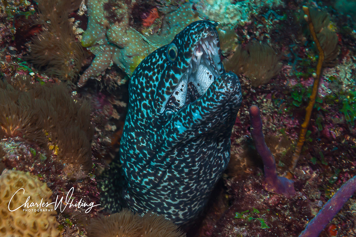 A Spotted Moray Eel looks out from its resting place on the Boynton Beach Ledge, Florida