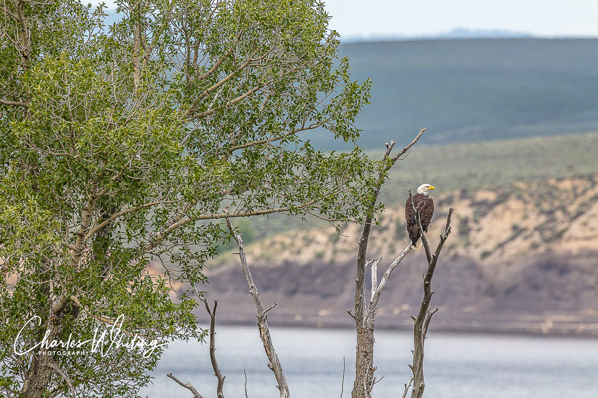 A adult American Bald Eagle perches on a branch near the nest at Green Mountain Reservoir in Summit County, Colorado