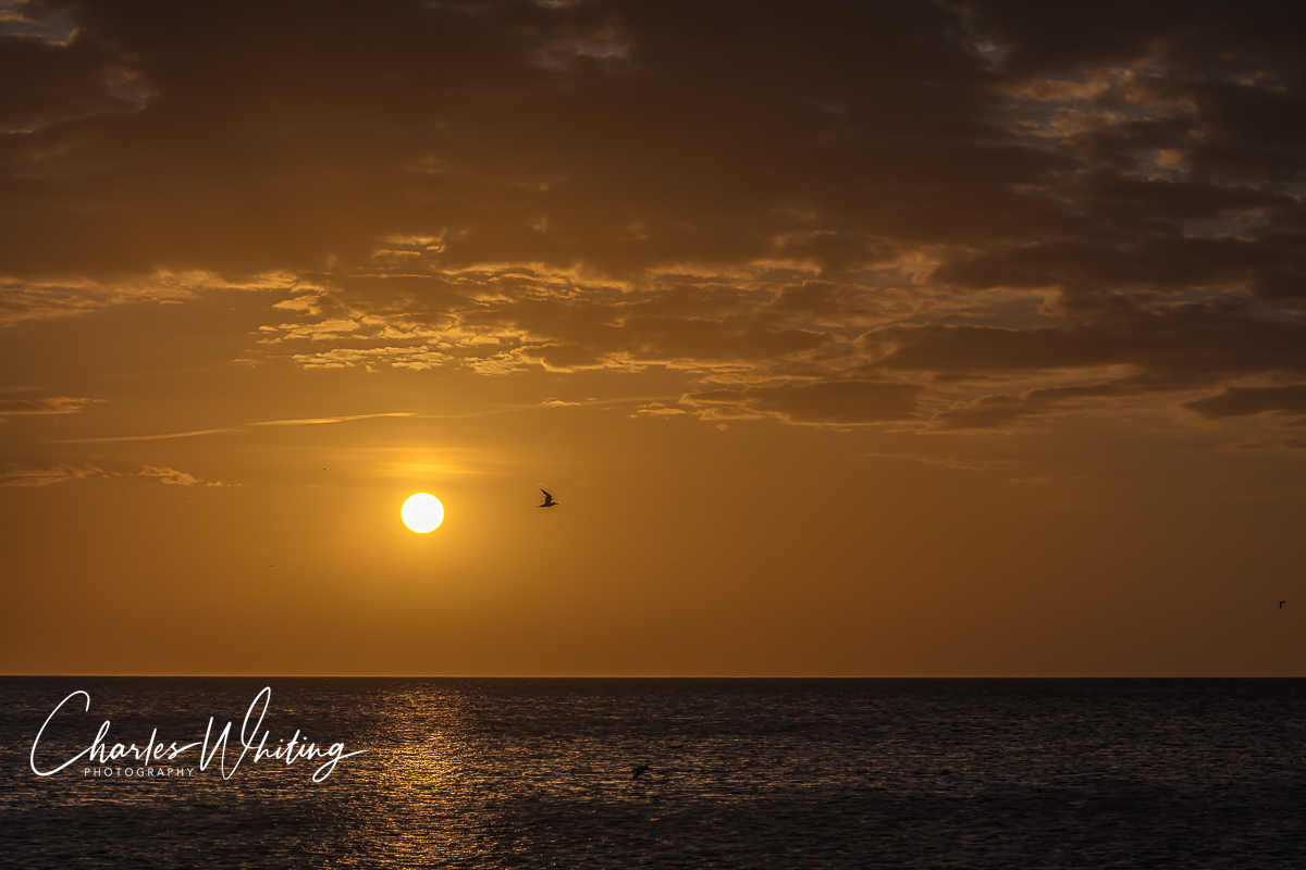 A pelican flies by the setting sun