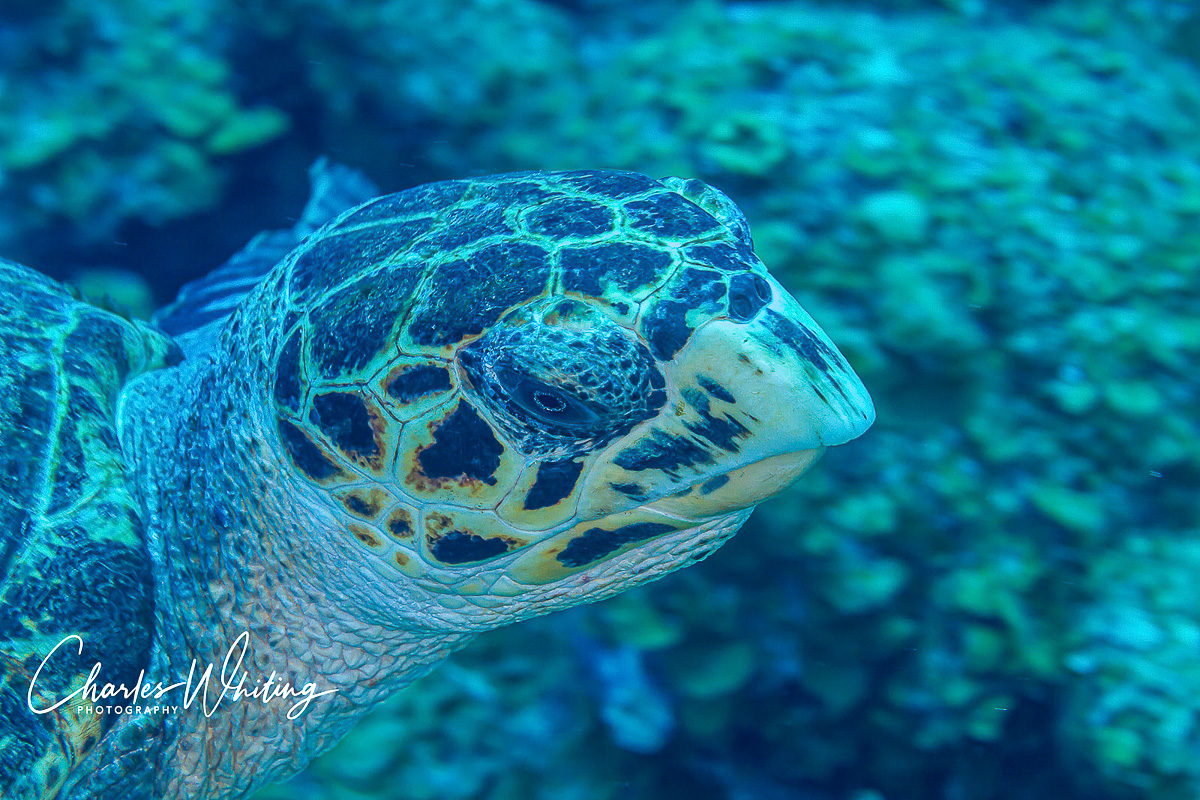 Hawksbill Turtle, Turks and Caicos Islands