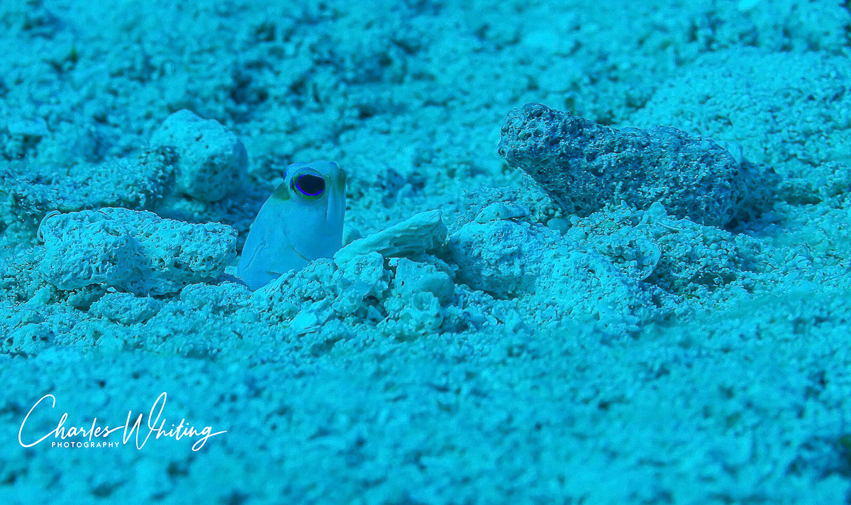A Yellowhead Jawfish peeks out from its burrow in the sea floor