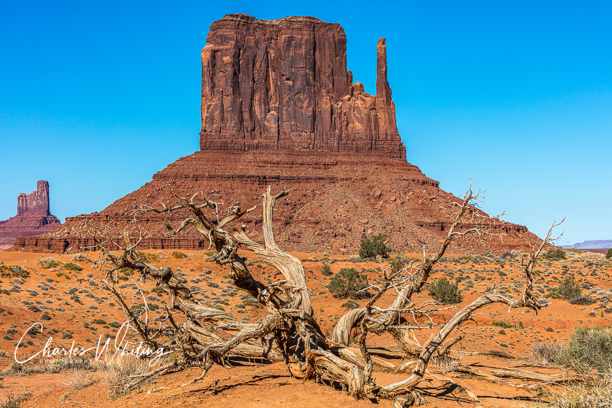 The remains of an ancient Juniper tree in front of West Mitten Butte