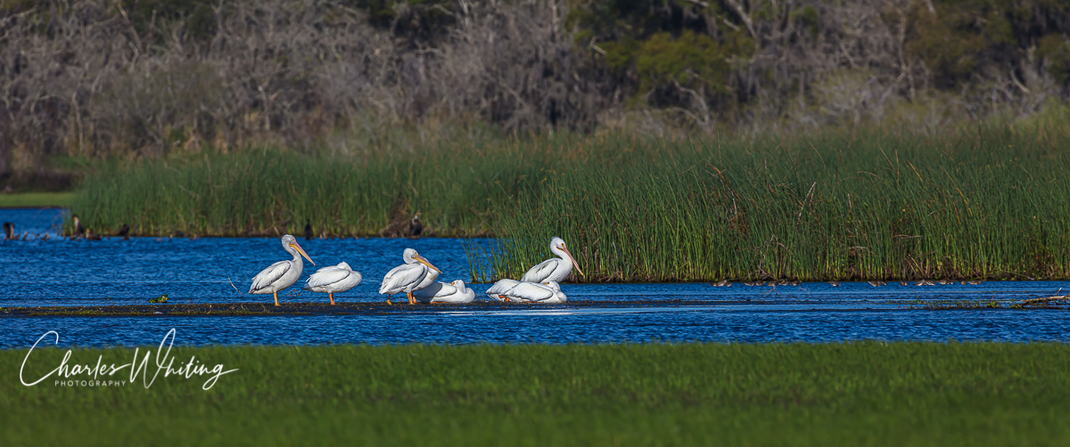 American White Pelicans in the Myakka River preserve