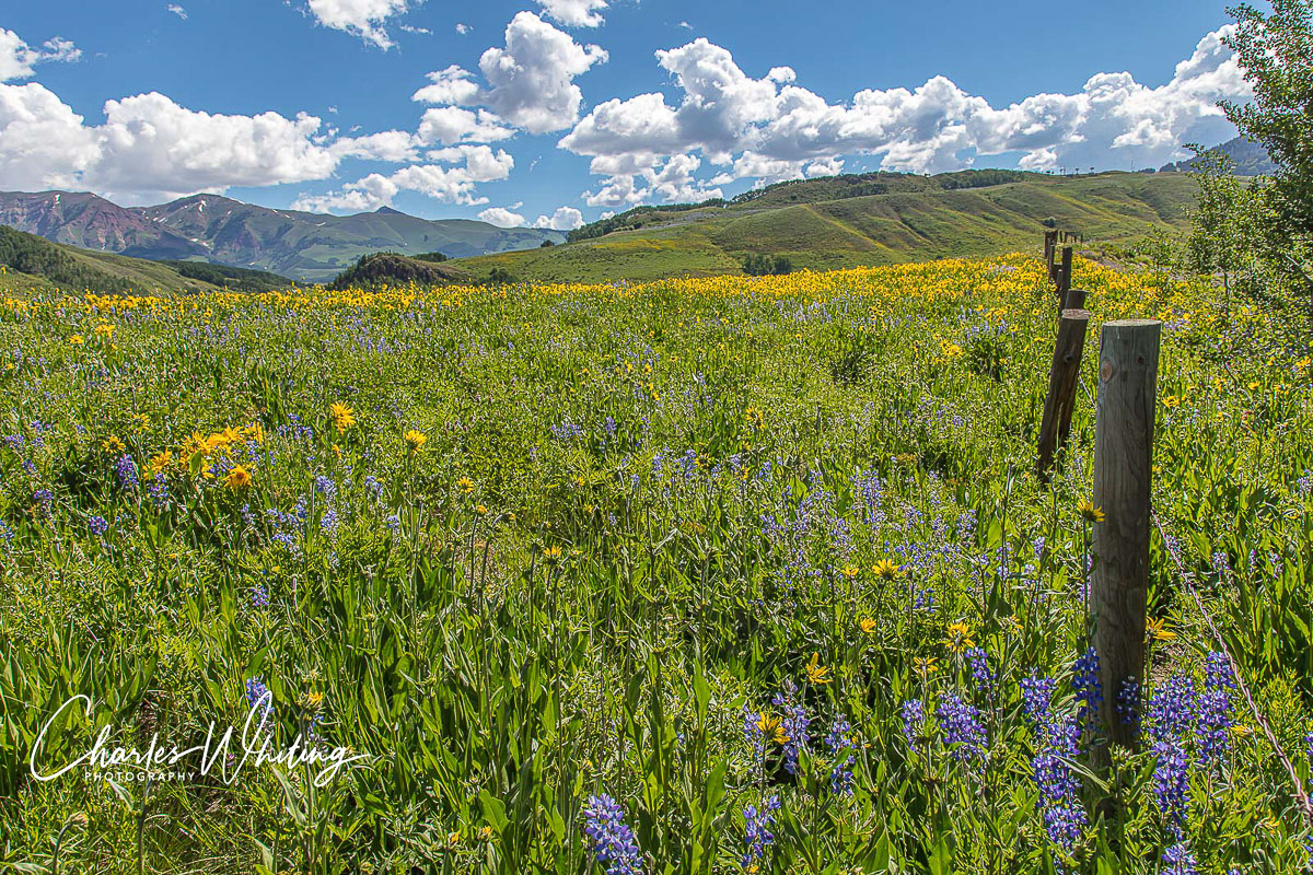 Purple Lupine and Aspen Sunflowers in a field overlooking the mountains near Crested Butte, Colorado