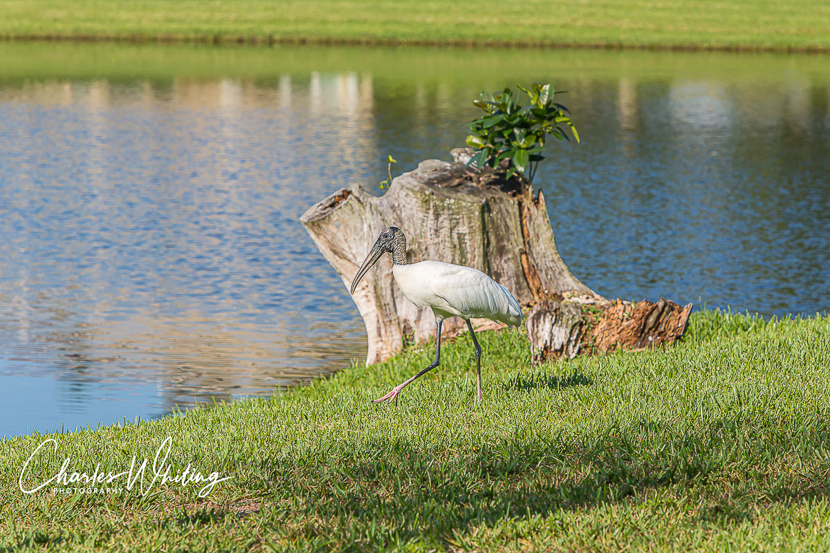 A Wood Stork stalks along the lakeside looking for a meal