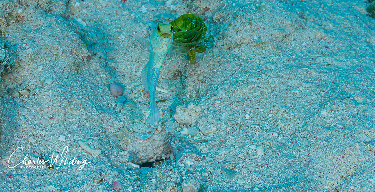 A Yellowhead Jawfish hovers above its burrow in the sea floor