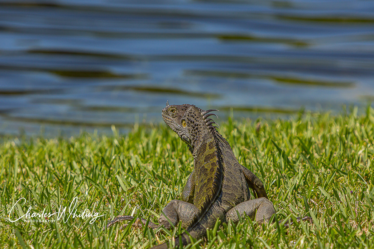 A young Green Iguana prepares to flee or fight